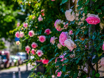 Close-up of pink flowering plants