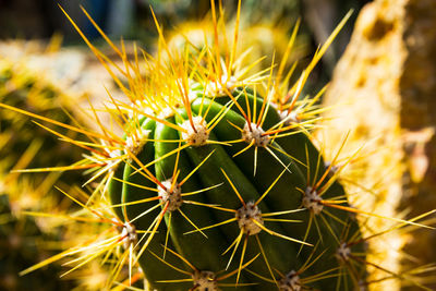 Close-up of cactus plant