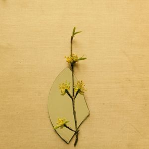 Close-up of plant against white background