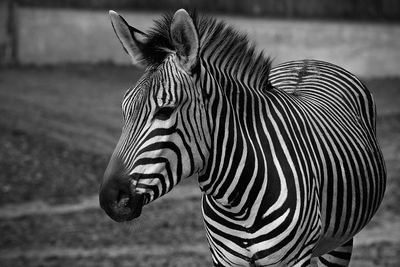 Close-up of zebra