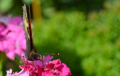 Close-up of butterfly pollinating on pink flower