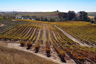 Scenic view of vineyard against sky
