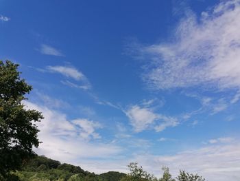 Low angle view of trees against blue sky