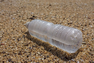 Close-up of an animal on sand