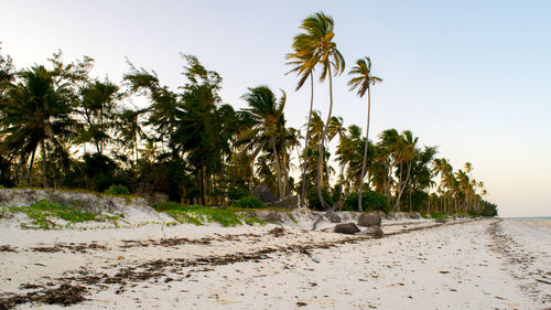 Palm trees on beach against clear sky