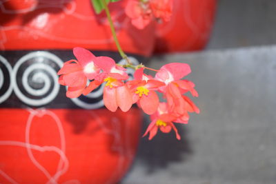 Close-up of red flower against blurred background