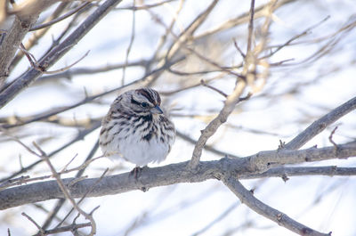 Song sparrow in winter puffed up on bare branch