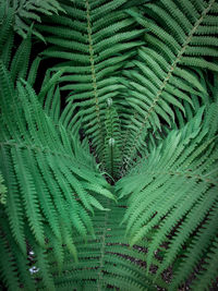 Full frame shot of palm tree