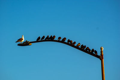 Low angle view of birds flying against clear blue sky