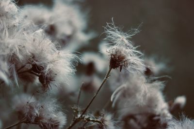 Close-up of dandelion against blurred background