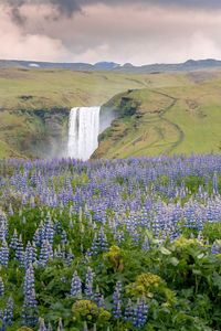 Famous icelandic waterfall with purple flowers in the foregroung. skogafoss and lupinus. 