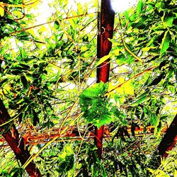 Low angle view of trees in the forest