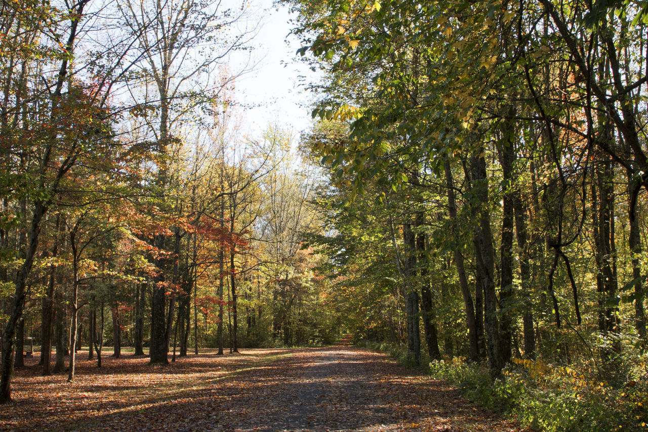 DIRT ROAD AMIDST TREES IN FOREST