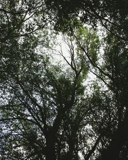 Low angle view of trees in forest