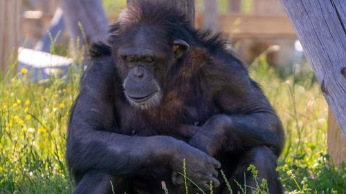 Close-up of monkey sitting in a field