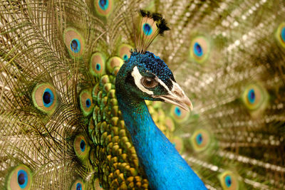 Close-up of peacock with feathers 