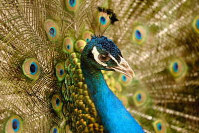 Close-up of peacock