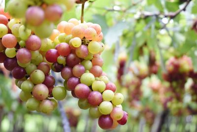 Close-up of grapes hanging on tree