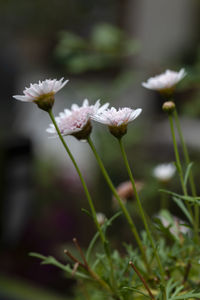 Close-up of white flowering plant on field