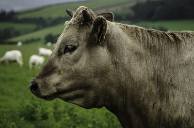 Horse standing on field