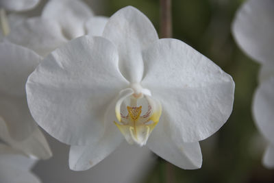 Close-up of white flower blooming outdoors