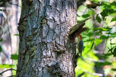 Close-up of lizard on tree trunk