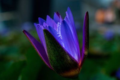 Close-up of purple crocus blooming outdoors