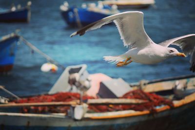 Seagulls flying over sea