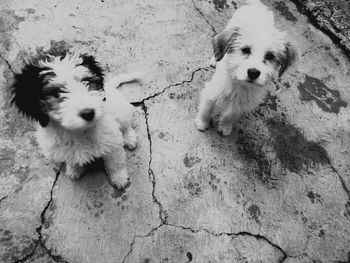 High angle view of puppy sitting outdoors