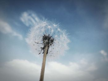 Low angle view of dandelion against sky