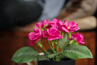 Close-up of pink flowers