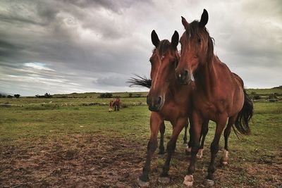 Horses standing on field against sky