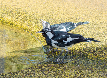 High angle view of bird on lake