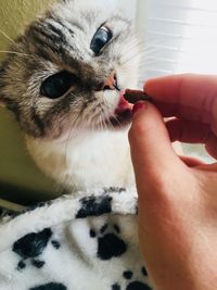 Close-up of hand holding cat