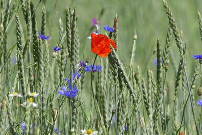 Close-up of lavender growing on field