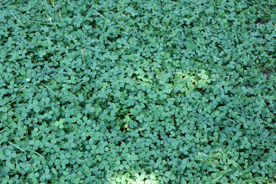 Full frame shot of plants growing on field