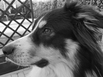 Close-up of a dog looking away