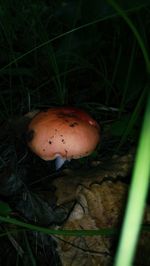 Close-up of mushroom growing on field