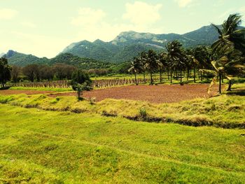 Scenic view of field against sky