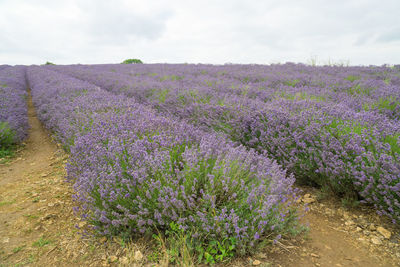 Purple flowering plants on field against sky
