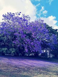 Purple flowering plants against sky