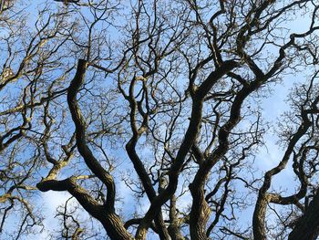 Low angle view of bare tree against clear sky