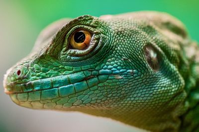 Close-up of lizard