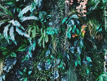 Close-up of ivy growing on tree