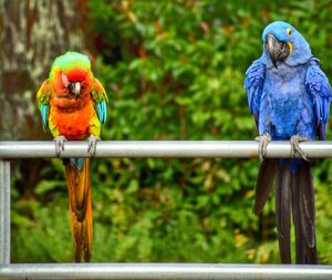 Parrots perching on a branch