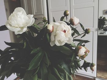 Close-up of white rose