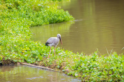 Bird perching on a lake