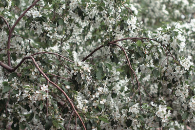 Close-up of white flowering plant