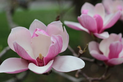 Close-up of pink flowers