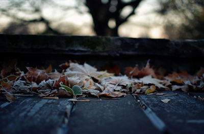 Frosted maple leaves on wooden footpath